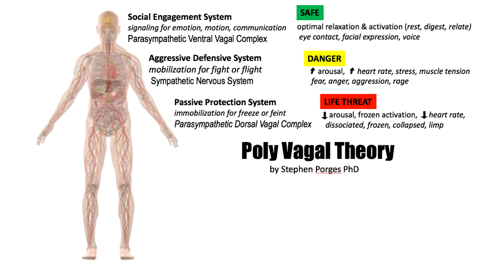 Read more about the article PORGES' Poly-Vagal Theory: relaxing our face, chest & belly indicate safety, emotional vulnerability & connection